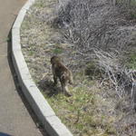 Stan - CapeTown- Baboons